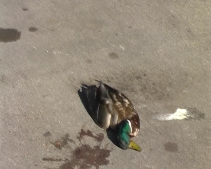 Dead duck